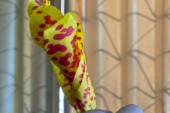 กิจกรรมวันพ่อประถม-68-20